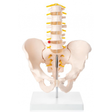 5th Lumbar Spine Model with Pelvis